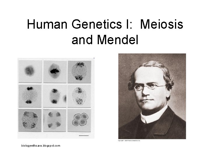 Human Genetics I: Meiosis and Mendel biologywithsaxe. blogspot. com 