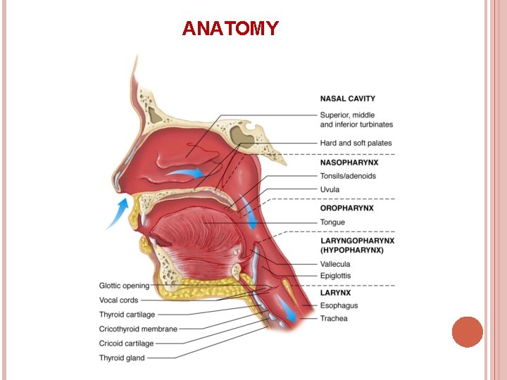 ANATOMY 