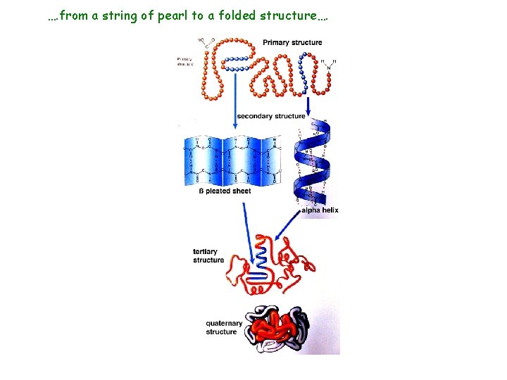 …. from a string of pearl to a folded structure…. 