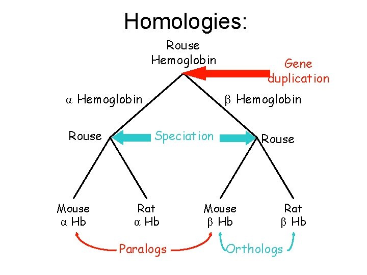 Homologies: Rouse Hemoglobin α Hemoglobin Rouse Mouse α Hb Gene duplication β Hemoglobin Speciation