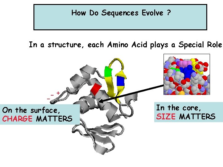 How Do Sequences Evolve ? In a structure, each Amino Acid plays a Special