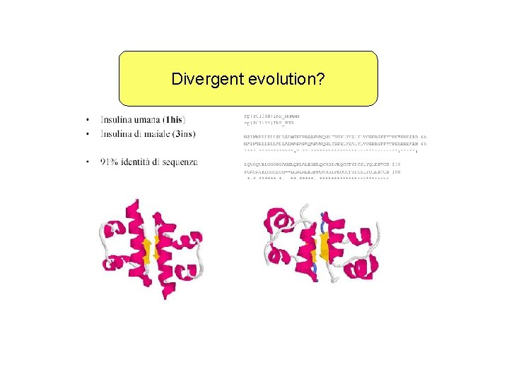 Divergent evolution? 