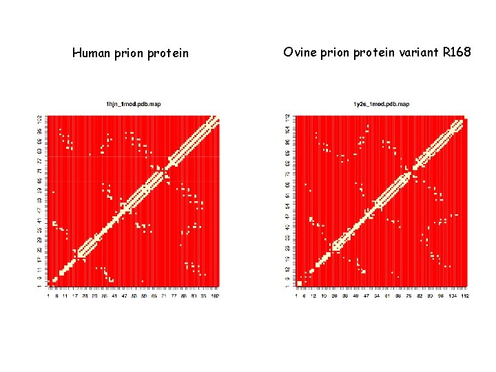 Human prion protein Ovine prion protein variant R 168 