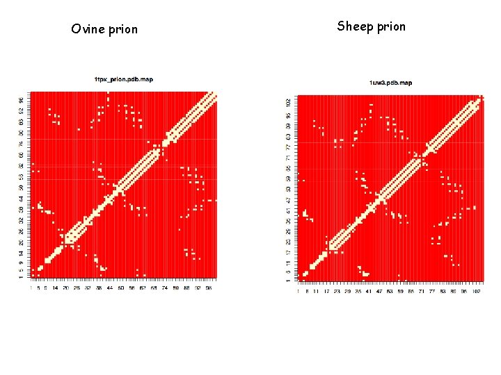 Ovine prion Sheep prion 