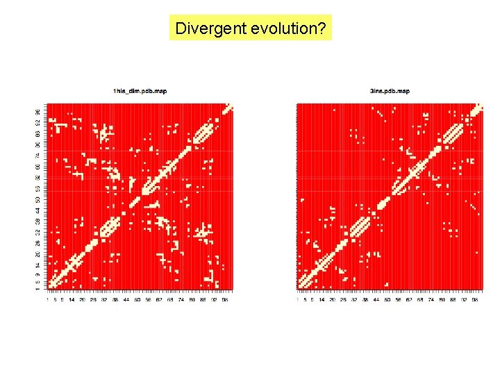 Divergent evolution? 