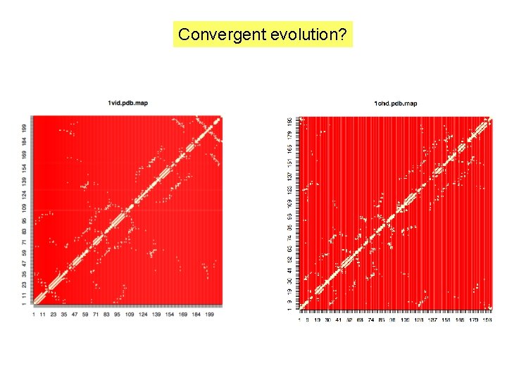 Convergent evolution? 