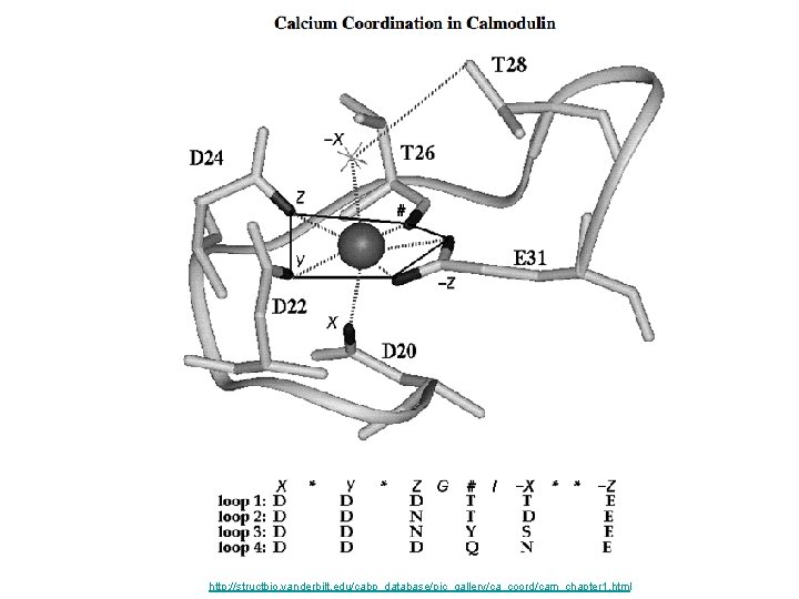 http: //structbio. vanderbilt. edu/cabp_database/pic_gallery/ca_coord/cam_chapter 1. html 