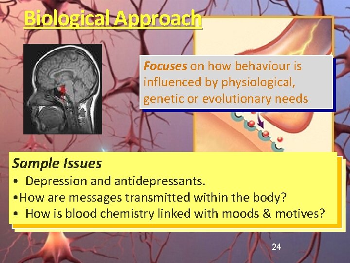 Biological Approach Focuses on how behaviour is influenced by physiological, genetic or evolutionary needs