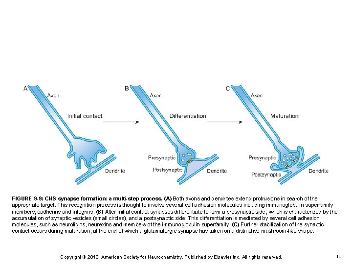 FIGURE 9 -9: CNS synapse formation: a multi-step process. (A) Both axons and dendrites