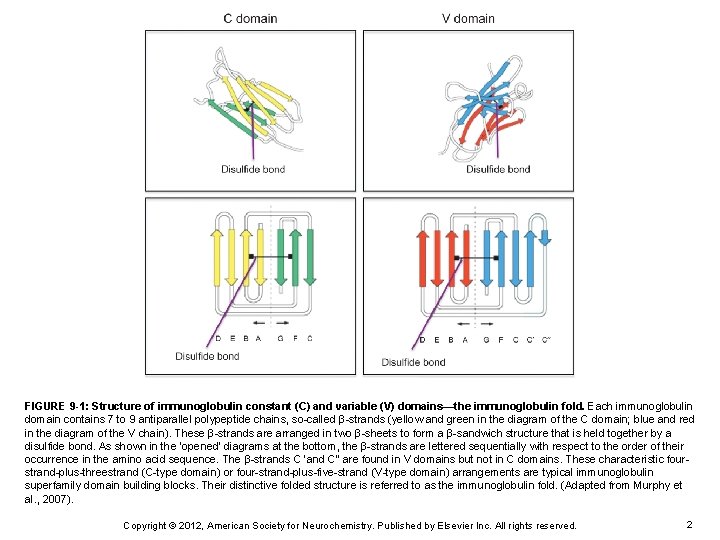 FIGURE 9 -1: Structure of immunoglobulin constant (C) and variable (V) domains—the immunoglobulin fold.