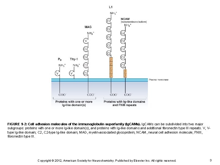 FIGURE 9 -2: Cell adhesion molecules of the immunoglobulin superfamily (Ig. CAMs). Ig. CAMs