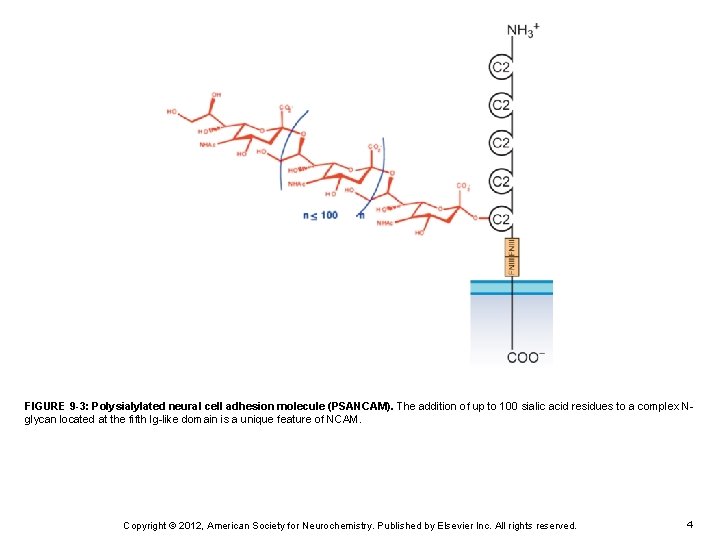 FIGURE 9 -3: Polysialylated neural cell adhesion molecule (PSANCAM). The addition of up to