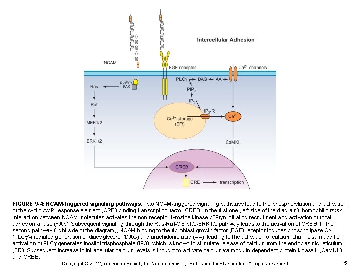 FIGURE 9 -4: NCAM-triggered signaling pathways. Two NCAM-triggered signaling pathways lead to the phosphorylation