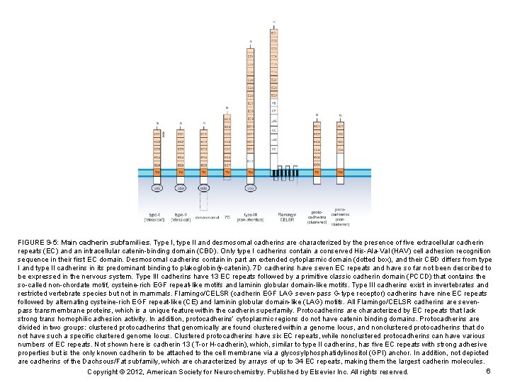 FIGURE 9 -5: Main cadherin subfamilies. Type I, type II and desmosomal cadherins are