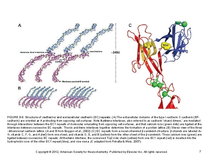 FIGURE 9 -6: Structure of cadherins and extracellular cadherin (EC) repeats. (A) The extracellular