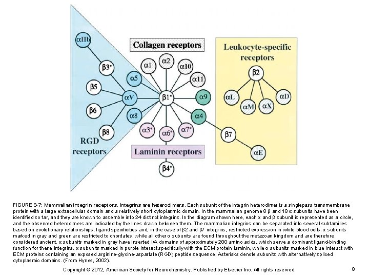 FIGURE 9 -7: Mammalian integrin receptors. Integrins are heterodimers. Each subunit of the integrin