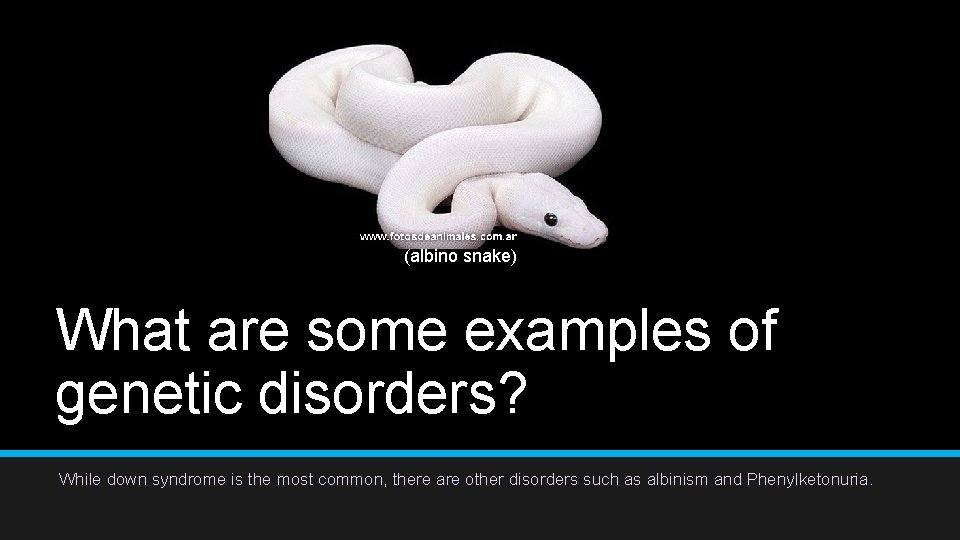(albino snake) What are some examples of genetic disorders? While down syndrome is the (albino snake) What are some examples of genetic disorders? While down syndrome is the