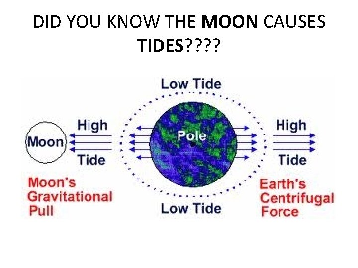 DID YOU KNOW THE MOON CAUSES TIDES? ? DID YOU KNOW THE MOON CAUSES TIDES? ?