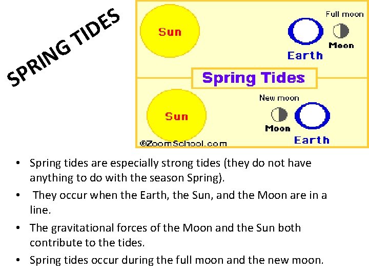 G IN S E D I T R P S • Spring tides are G IN S E D I T R P S • Spring tides are