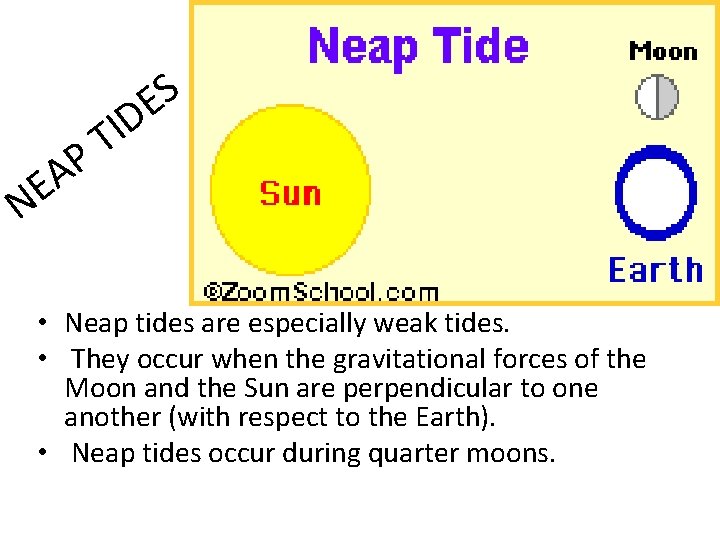 S E D I T P A E N • Neap tides are especially S E D I T P A E N • Neap tides are especially