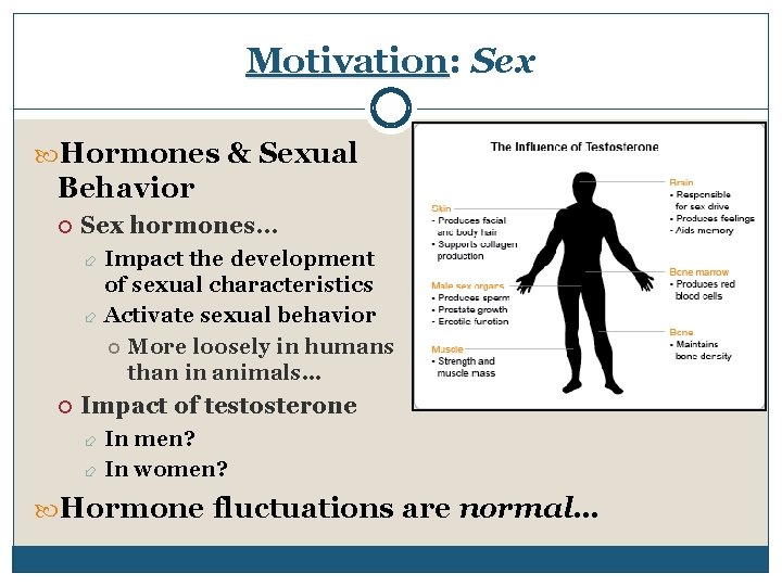 Motivation: Sex Hormones & Sexual Behavior Sex hormones… Impact the development of sexual characteristics