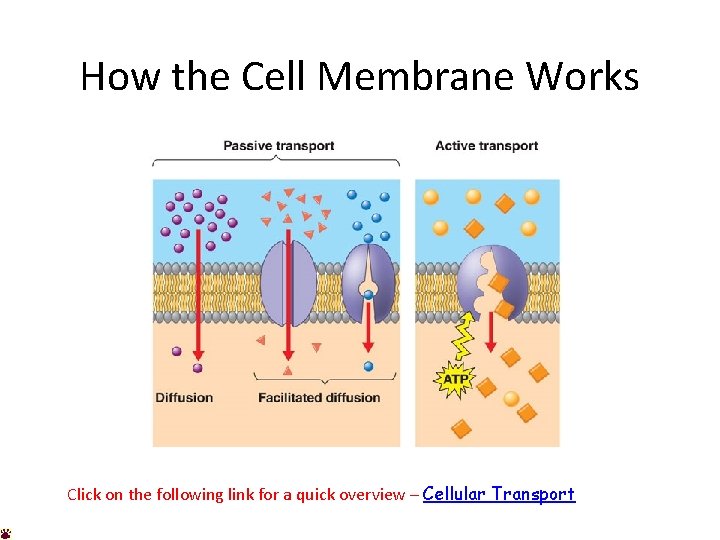 How the Cell Membrane Works Click on the following link for a quick overview