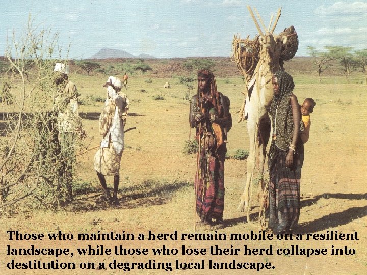 Those who maintain a herd remain mobile on a resilient landscape, while those who