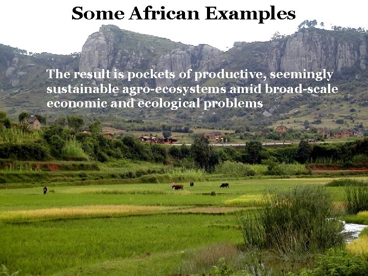 Some African Examples The result is pockets of productive, seemingly sustainable agro-ecosystems amid broad-scale