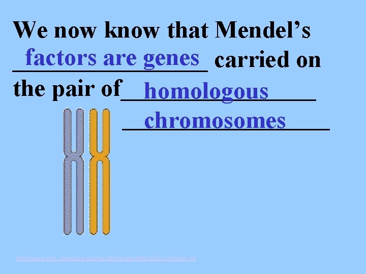 We now know that Mendel’s factors are genes carried on ________ the pair of________