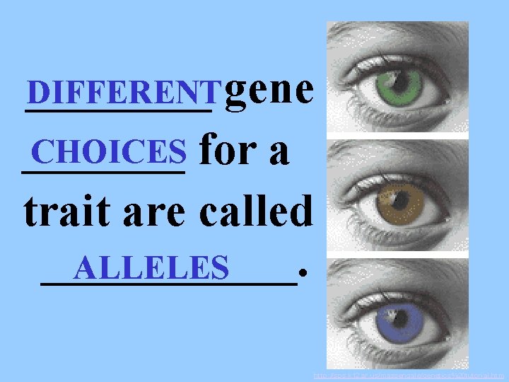 ____ DIFFERENT gene CHOICES for a _______ trait are called ______. ALLELES http: //sps.