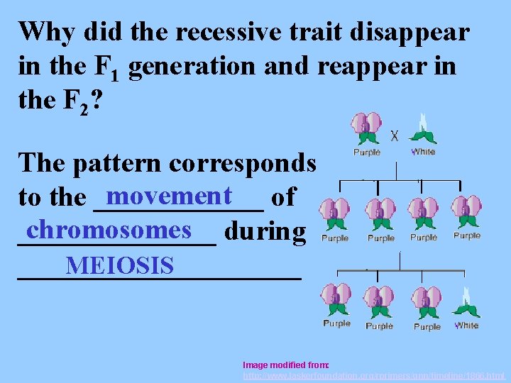 Why did the recessive trait disappear in the F 1 generation and reappear in