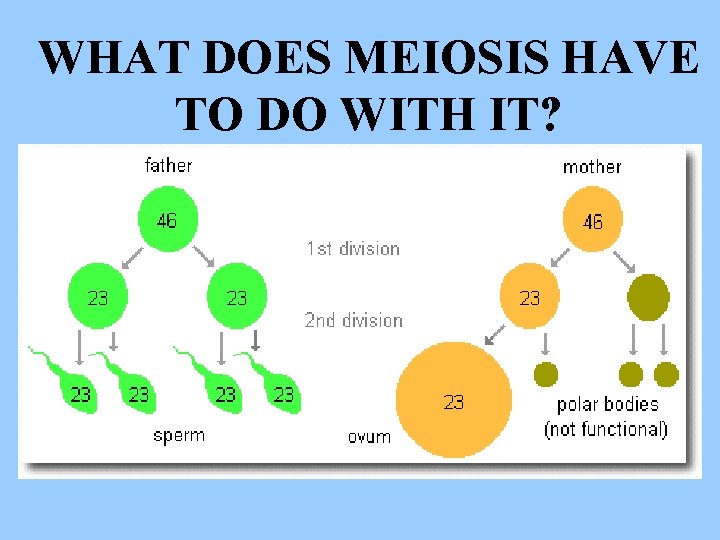 WHAT DOES MEIOSIS HAVE TO DO WITH IT? 