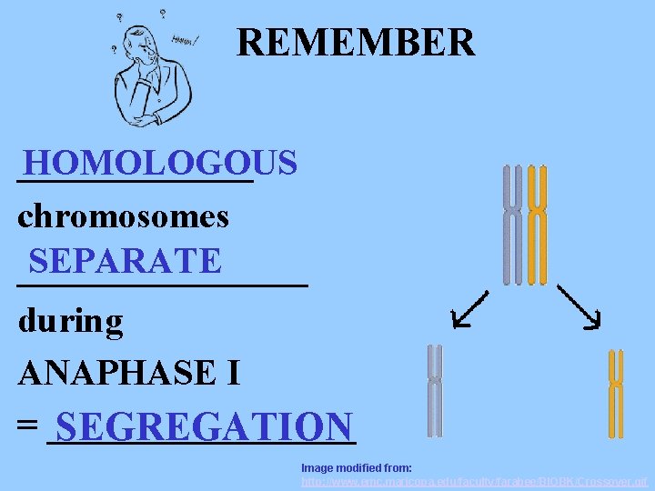 REMEMBER _______ HOMOLOGOUS chromosomes SEPARATE ________ during ANAPHASE I = _________ SEGREGATION Image modified