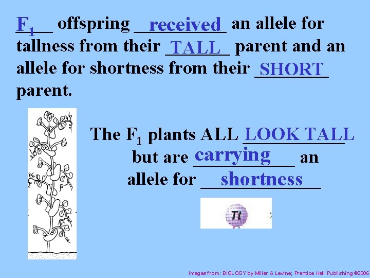 ____ offspring _____ F received an allele for 1 tallness from their _______ TALL