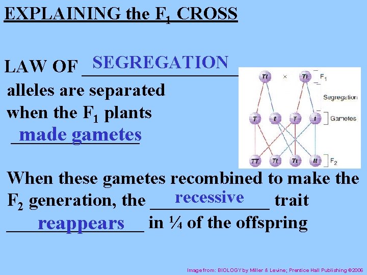 EXPLAINING the F 1 CROSS SEGREGATION LAW OF __________ alleles are separated when the