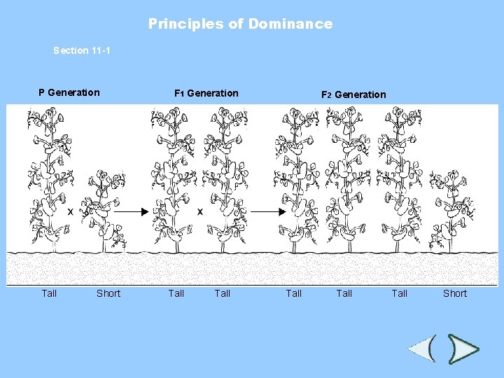 Principles of Dominance Section 11 -1 P Generation Tall Short F 1 Generation Tall