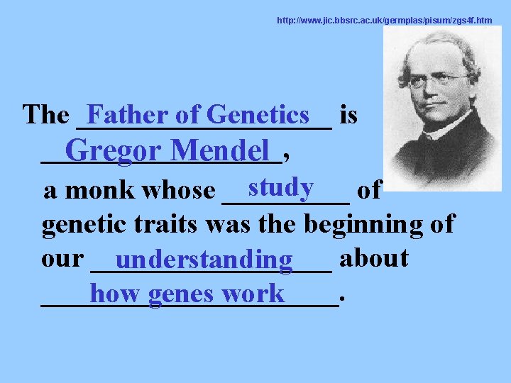 http: //www. jic. bbsrc. ac. uk/germplas/pisum/zgs 4 f. htm The _________ Father of Genetics