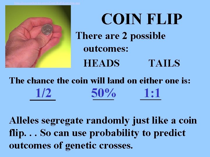 http: //www. arborsci. com/Cool. Stuff/Coin. Flip. jpg COIN FLIP There are 2 possible capital