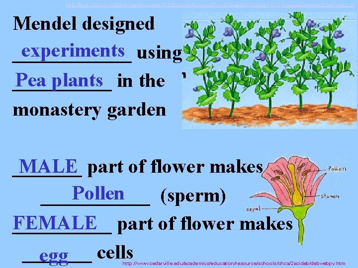 http: //hus. yksd. com/distanceedcourses/YKSDbiology/lessons/Fourth. Quarter/Chapter 11/11 -1/images/Mendel. Experiment. gif Mendel designed experiments using ______