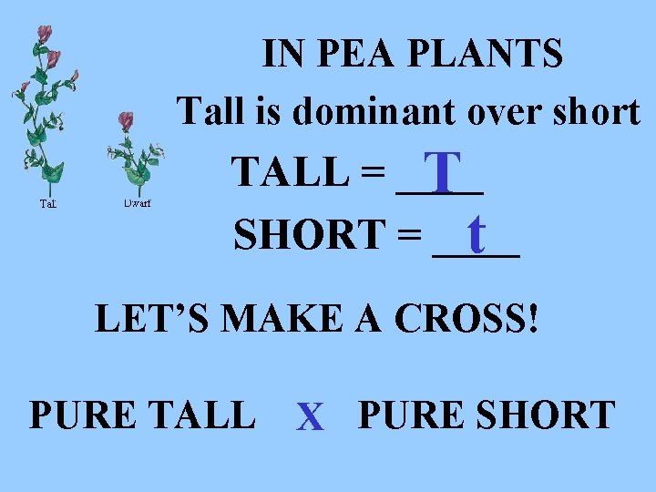 IN PEA PLANTS Tall is dominant over short TALL = ____ T SHORT =