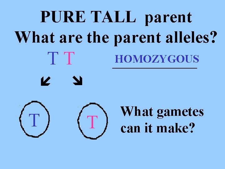 PURE TALL parent What are the parent alleles? TT T HOMOZYGOUS _____ T What