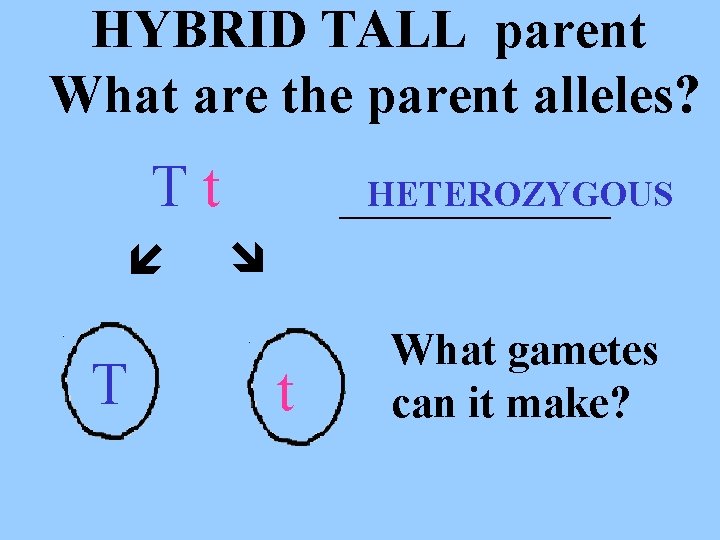 HYBRID TALL parent What are the parent alleles? Tt T _____ HETEROZYGOUS t What