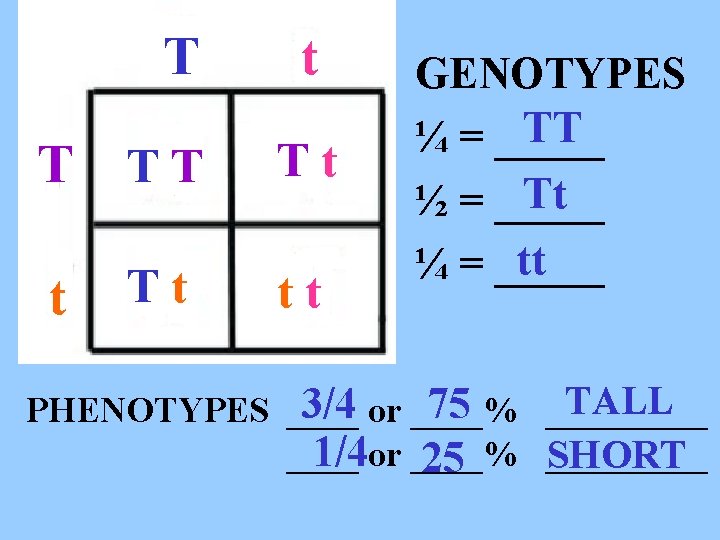 T t T TT Tt tt GENOTYPES TT ¼ = _____ Tt ½ =