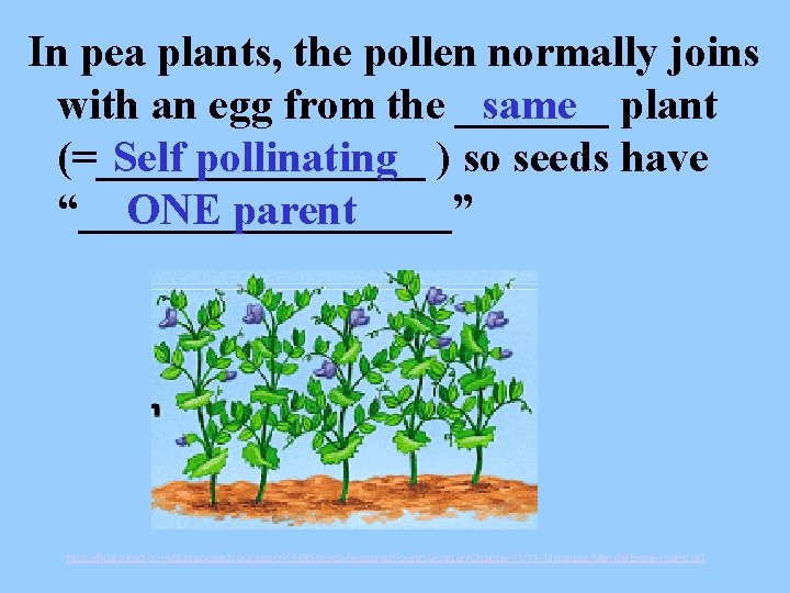 In pea plants, the pollen normally joins same plant with an egg from the