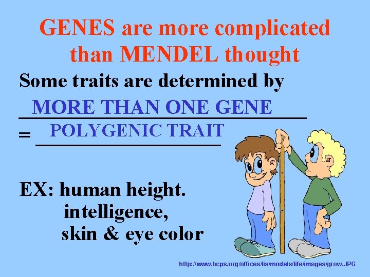 GENES are more complicated than MENDEL thought Some traits are determined by MORE THAN