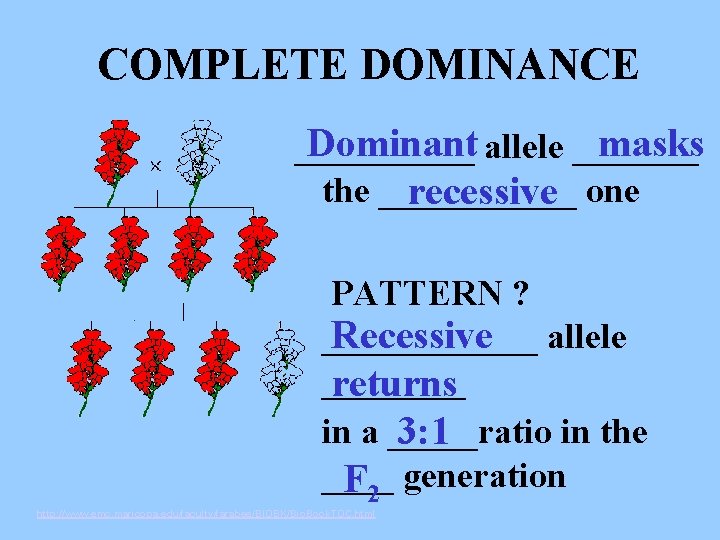 COMPLETE DOMINANCE Dominant allele _______ masks _____ the ______ recessive one PATTERN ? Recessive