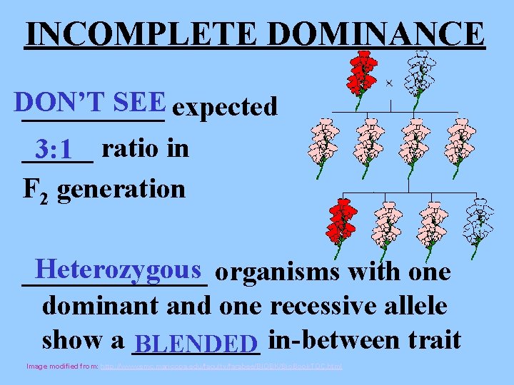 INCOMPLETE DOMINANCE DON’T SEE expected _____ 3: 1 ratio in F 2 generation Heterozygous