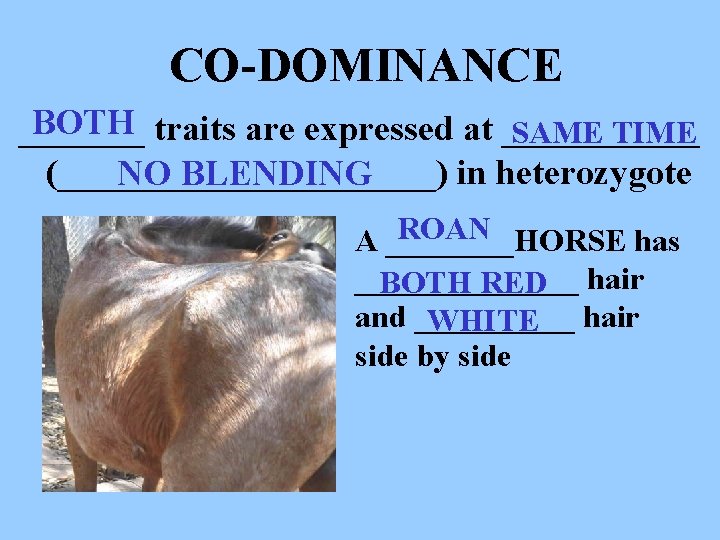 CO-DOMINANCE BOTH traits are expressed at _______ SAME TIME (___________) in heterozygote NO BLENDING