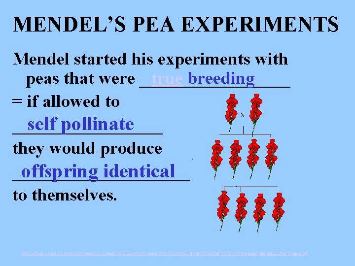 MENDEL’S PEA EXPERIMENTS Mendel started his experiments with peas that were _________ true breeding