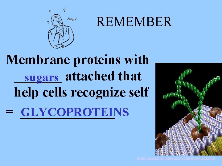 REMEMBER Membrane proteins with _______ sugars attached that help cells recognize self = _______